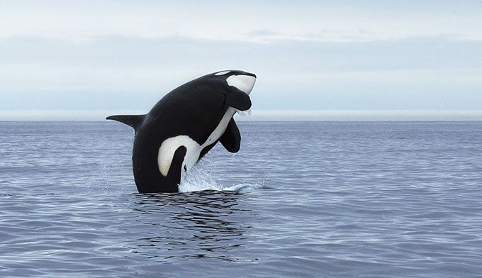 6 Wild Animals For Your Olympic National Park Watch List My Olympic Park