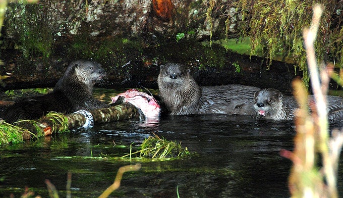 Otters-Salmon-OL_PD_680 River otters eating a salmon at Olympic National Park