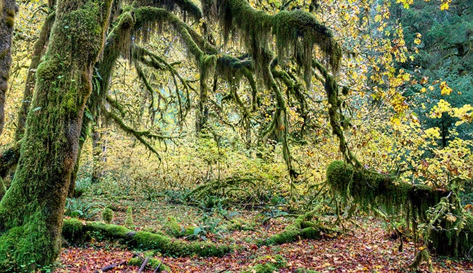 OL-Rainforest-Tree_DP_680 Tree in Hoh Rain Forest in Olympic National Park