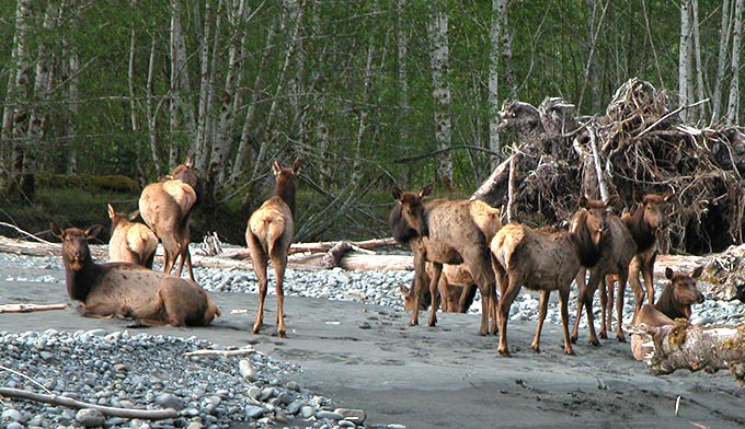 elk-OL-Roosevelt-Hoh-rainforest_NPS_680 A herd of cows along the Hoh River, Roosevelt elk are common inhabitants of the Hoh rainforest. Photo by NPS