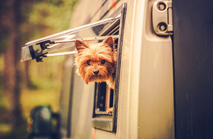 RV-dog_DP_700 Dog in an RV