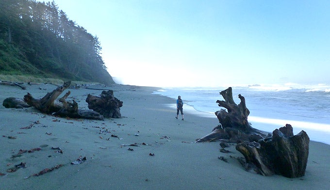 Shi-Shi-Beach-Wood_DKrause_680 Driftwood along Shi Shi Beach
