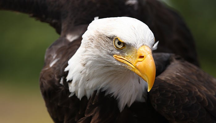 Eagle-Bald-closeup_DP_700 Closeup of a bald eagle