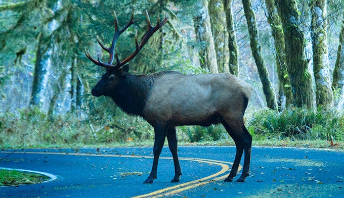 Elk-Roosevelt-OL_JBailie_680 Roosevelt Elk in Olympic National Park. Photo by Justin Bailie