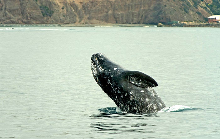 Gray-Whale-breaching-468667920_iStock_700 Breaching Gray Whale