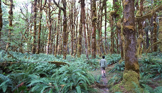 OL-Hiking-Graves-Creek-Trail-Quinault-rainforest_NPSPD_680 Hiking the Graves Creek Trail in the Quinault Rain Forest
