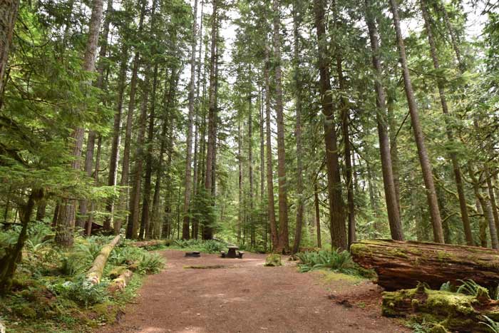 Campsite at the Staircase Campground in Olympic National Park