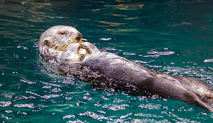 SeaOtter_DP_680 Sea Otter