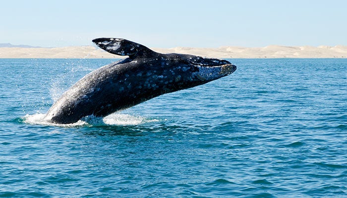 Breaching gray whale