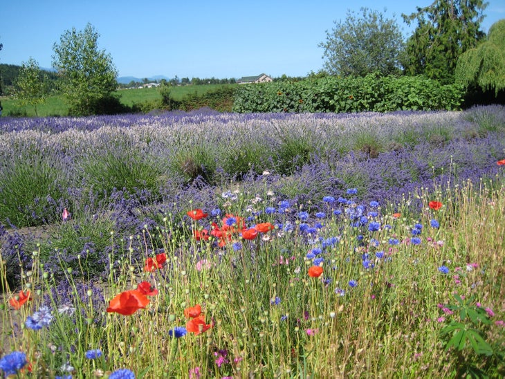The Purple Haze Lavender Farm in Sequim, Washington