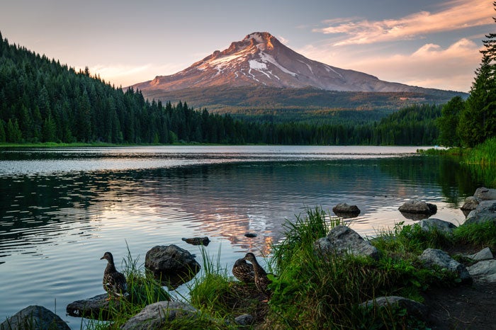 OR-MtHood-TrilliumLake-ducks_DP_700 Ducks play in Trillium Lake at Mt. Hood in Oregon