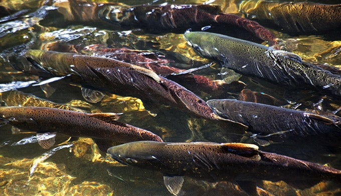 Salmon-spawning-washington_Dollar_680 Salmon spawning in a Washington stream