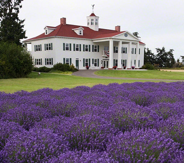 WA-GeorgeWashingtonInn-lavendar_courtesyDanAbbottOwner_612x542 The George Washington Inn and its lavender fields.