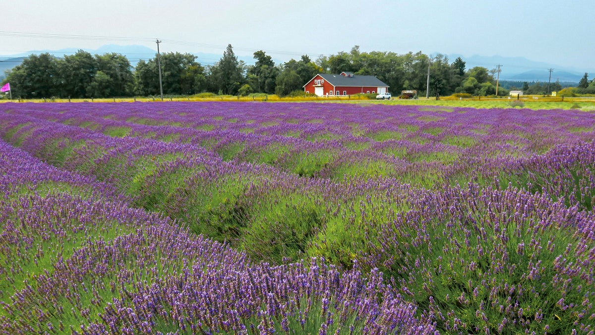 Sequim, Washington Things to Do Near Olympic National Park
