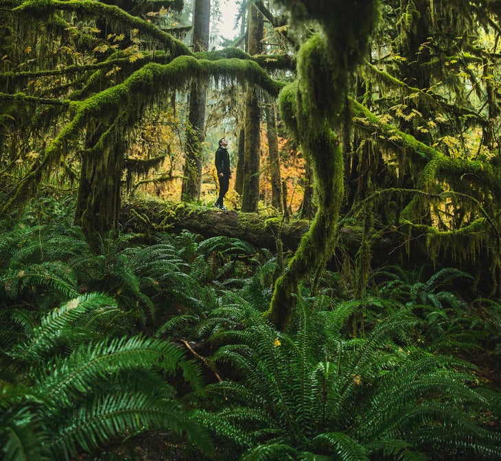Hiking through the Hoh Rain Forest in Olympic National Park