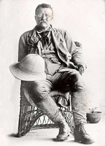 Theodore-Roosevelt-expedition-attire-1909_PD_433x600 Theodore Roosevelt dressed in expedition attire. c1909 Public domain photo.