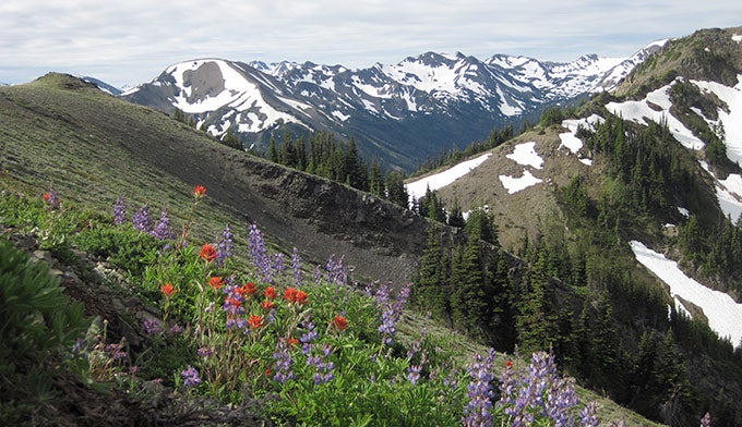 OL-Grand-Ridge-Hurricane-wildflowers_NPSPD_680 Wildflowers and a mountain view from Hurricane Ridge. Photo by NPS