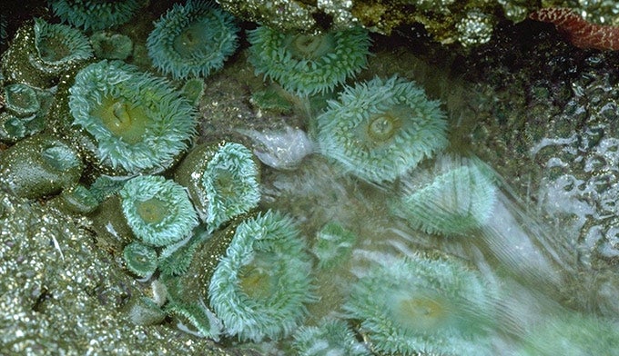 Anenomes-Green-OL_PD_680 Green Anenomes in Olympic National Park