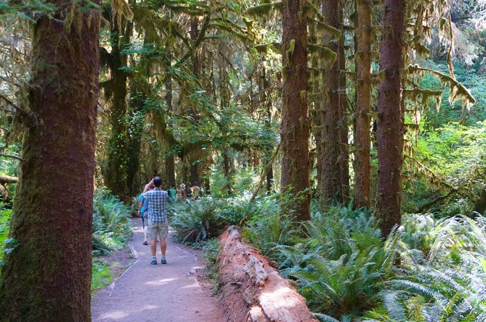 OL-HohRainforest-HallOfMossesTrail-hikers_Gloria_700 Park visitors on the Hall of Mosses Trail in Olympic National Park's Hoh Rain Forest