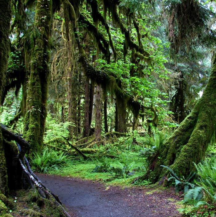 OL-HohRainforest-HallOfMossesTrail_NPSPD_700v The Hall of Mosses Trail in Olympic's Hoh Rainforest