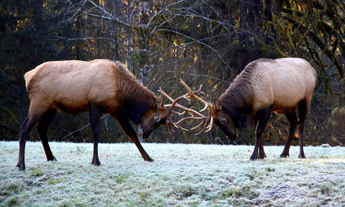 Elk-battle-OL-Hoh_NPSPD_700 Bull elk battling during the autumn rut in Olympic National Park