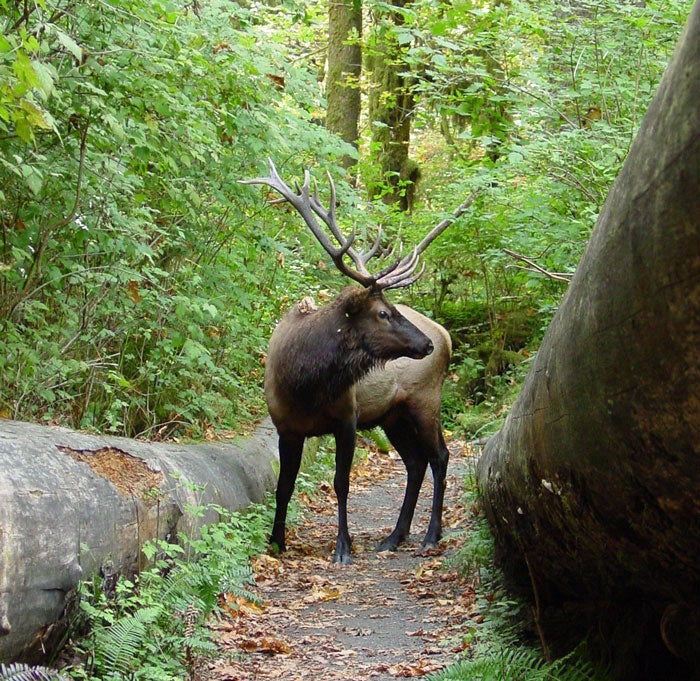 Elk-bull-OL-HohRainforest_NPSPD_700v Bull elk in the Hoh Rainforest