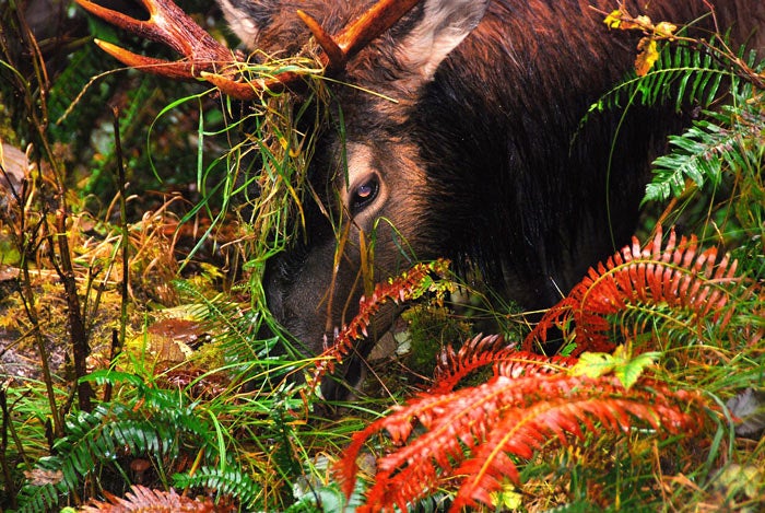 Elk-OL-autumn_NPSPD_700 Roosevelt elk during the autumn rut in Olympic National Park