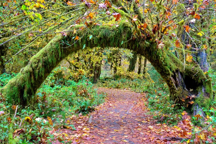 OL-Hoh-HallOfMosses-Tree-Arch-autumn_DP_700 Tree arch on Hall of Mosses Trail in Olympic National Park's Hoh Rain Forest