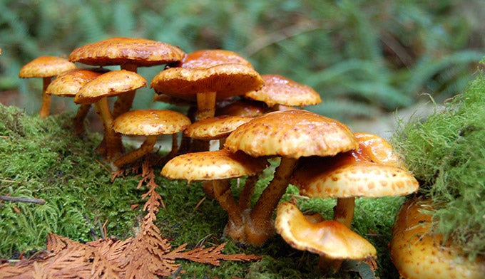 OL-mushrooms-moss-forest_Dollar_680 Mushrooms and moss on the forest floor