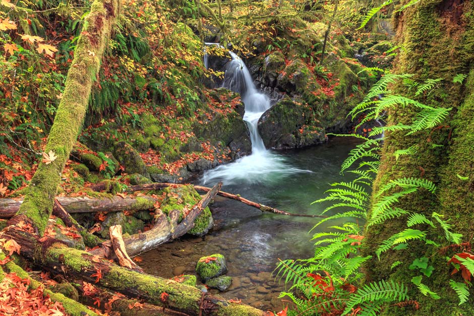 OL-Waterfall-autumn_DP_940 Waterfall in Olympic National Park during autumn