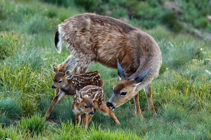 Deer-fawns-OL-HurricaneRidge_TamRichardRae_700 Deer and fawns on Hurricane Ridge in Olympic National Park
