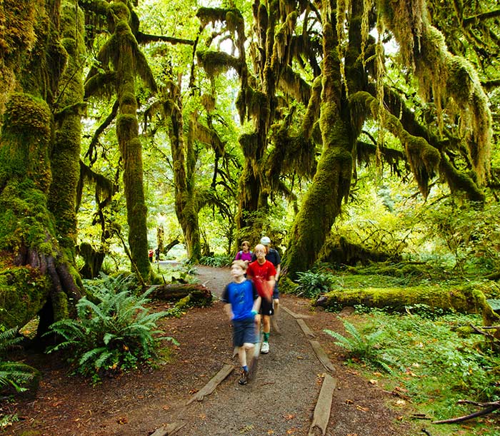 OL-HallOfMosses-hikers_JBailie_700v A family walks under giant maple trees dripping with moss on the Hall of Mosses Trail in Olympic National Park's Hoh Rainforest