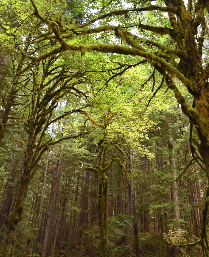 OL-StaircaseRapids-MossTrees2_Gloria_700v Tall mossy trees on the Staircase Rapids Trail in Olympic National Park