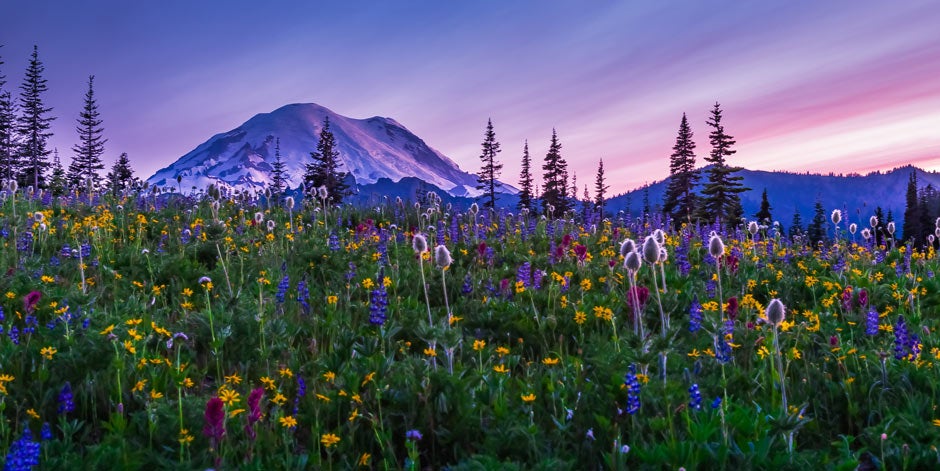 MtRainier-wildflower-explosion_TamJudiKubes_940 Wildflower explosion at Mt. Rainier National Park