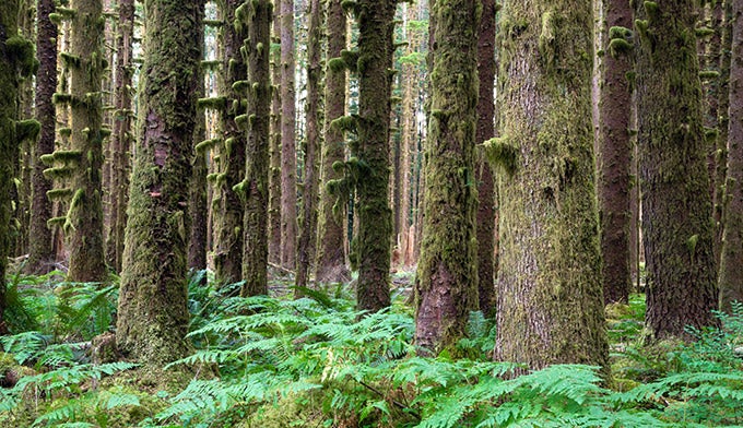 OL-Hoh-River-Trail-rainforest-ferns_DP_680 The Hoh River Trail in Olympic National Park.