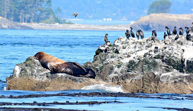 Puget-Sound-Express-ocean-wildlife_courtesy_680 Ocean wildlife relaxing on the rocks in Puget Sound. Courtesy photo