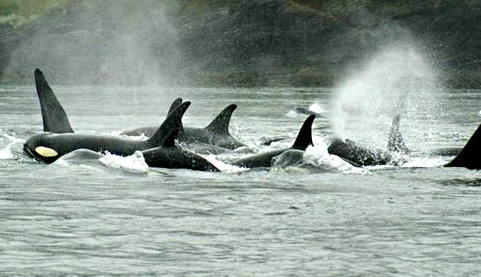 Puget-Sound-Express-orca-pod_courtesy_680 An orca pod. Courtesy photo