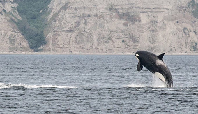 Un'orca che si fa strada nell'acqua di Puget Sound. Foto di cortesia