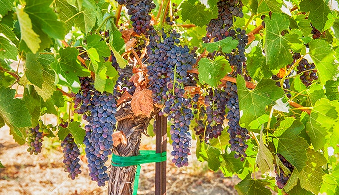 WA-ripe-syrah-grapes-vineyard_DP_680 Ripe Syrah grapes in a Washington vineyard