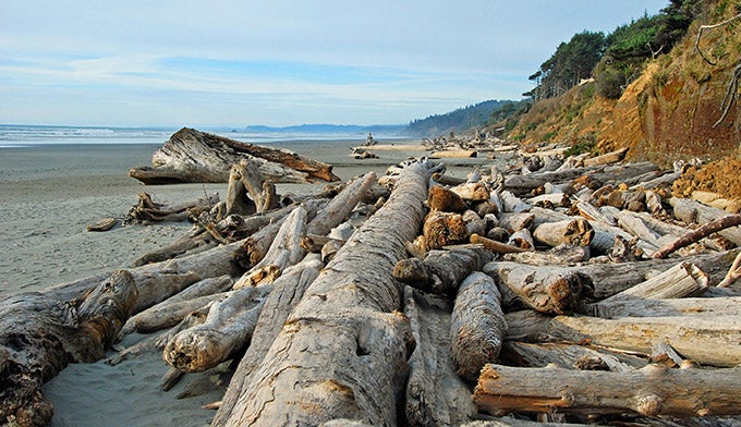 OL-Kalaloch-Campground-driftwood_NPSPD_680 Large driftwood logs at Kalaloch Campground on the Olympic Coast.
