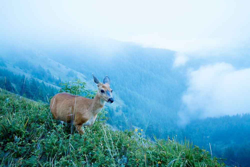 Deer-OL-Hurricane-Hill-Mist_JBailie_1000 Deer on Hurricane Ridge. Photo by Justin Bailie