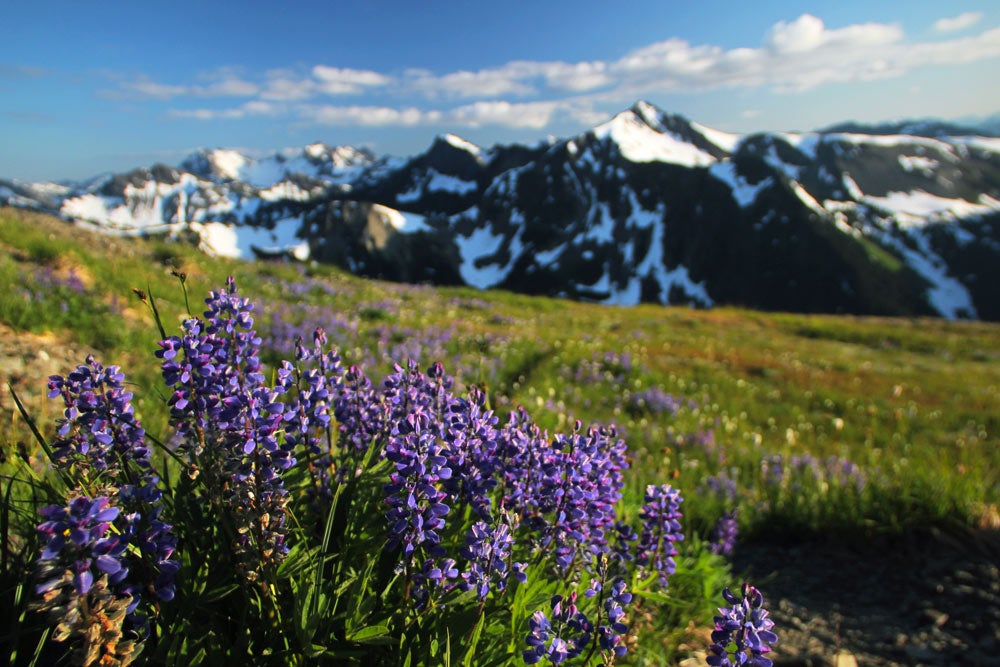 OL-Mountain-Lupine_Adobe_1000 Mountain Lupine