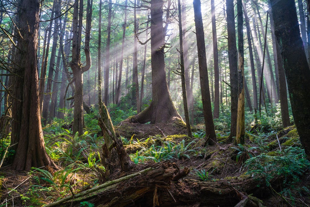 OL-Quinault-rainforest-morning-rays_Adobe_1000 Sun rays streak through the spruce in a rainforest.