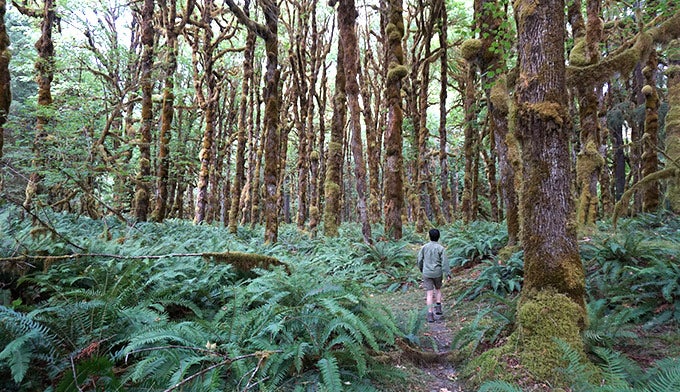 Visiteur du parc marchant sur le sentier naturel de Graves Creek dans la forêt tropicale Quinault