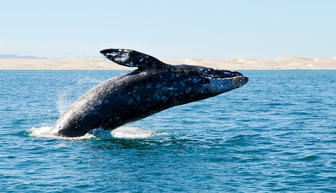 Whale-Gray_Shutterstock_680 Gray Whale