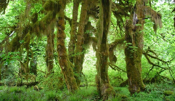 OL-Hoh-Rain-Forest-Maples_WikiKevinMuckenthaler_680 Hoh Rain Forest Maples in Olympic National Park