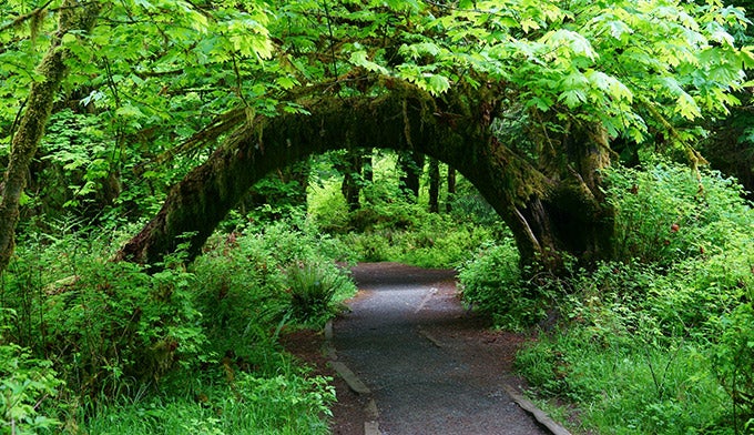 OL-Hoh-rainforest-hall-of-mosses_Adobe_680 The tree arch on the Hall of Mosses Trail in the Hoh RainForest.
