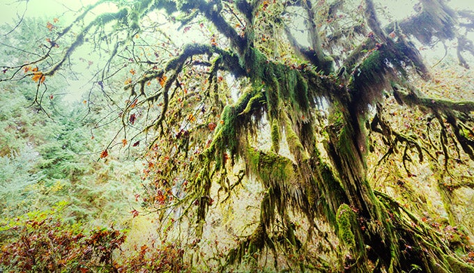 OL-Rainforest-autumn_Dollar_680 A maple tree in the Olympic rainforest during autumn