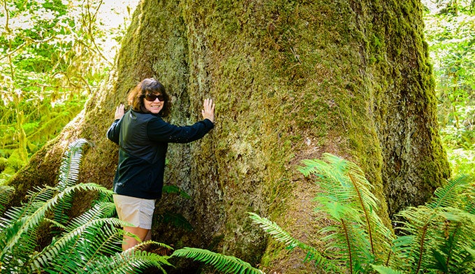Olympic-woman-hugging-tree_iStock_680 Woman hugging a big tree at Olympic National Park